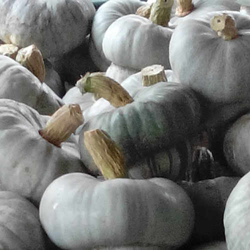 Capèl da prèt: Hats Off to The Mantua Pumpkin